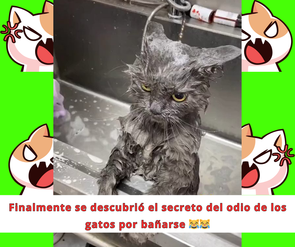 ¿Por qué a los gatos no les gustan los baños?